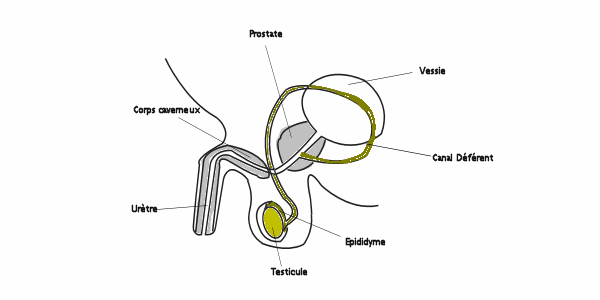 appareil_genital_masculin