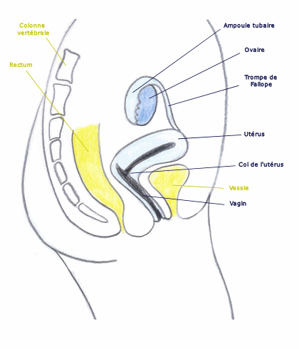 appareil_gentital_feminin_profil