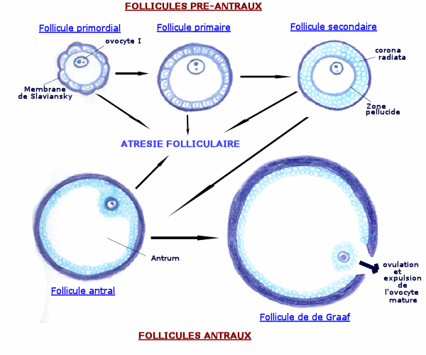 folliculogenese