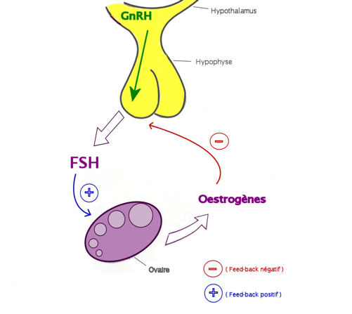 fsh6_petit