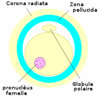 ovocyte