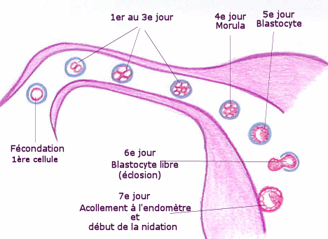 De la première cellule à la nidation... - Natisens