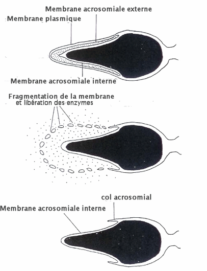 Fusion des membranes de l'ovule et du spermatozoïde