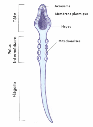 spermato