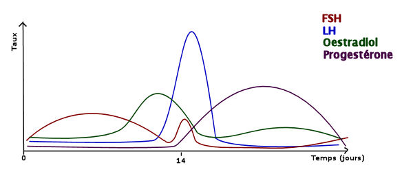 variations_hormonales_cycle